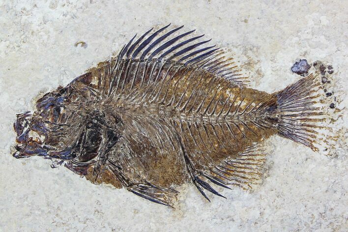 Fossil Fish (Cockerellites) - Green River Formation #107885